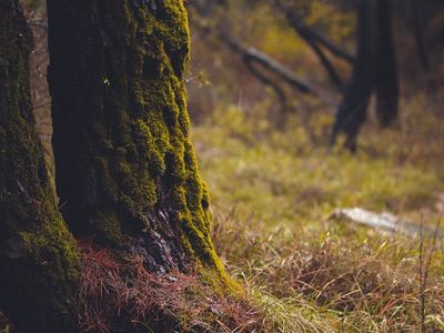Person looking into the distance at a green forest landscape